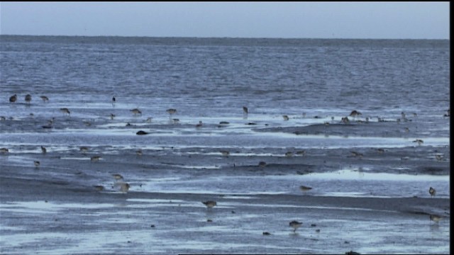Calidris sp. - ML453670