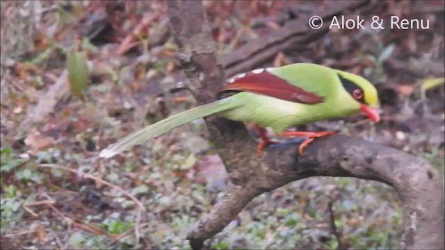 Urraca Verde (grupo chinensis) - ML453670871