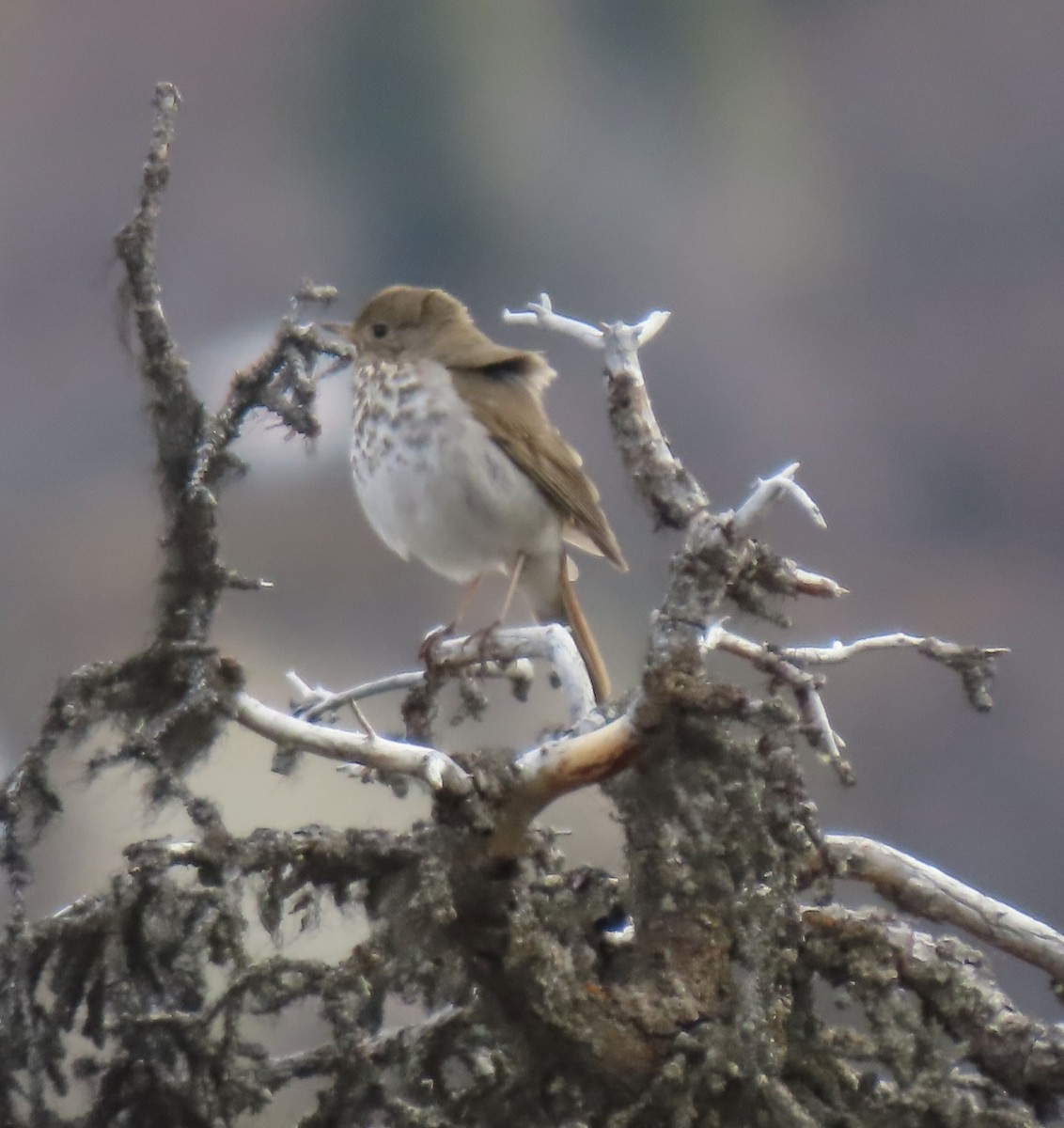 Hermit Thrush - ML453670911