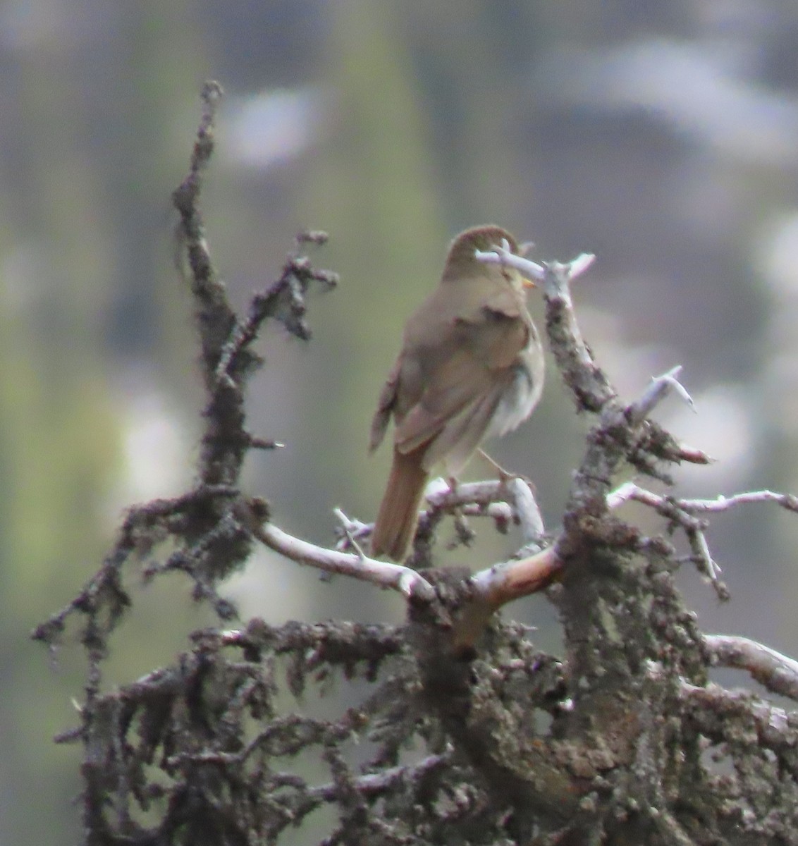 Hermit Thrush - ML453670921