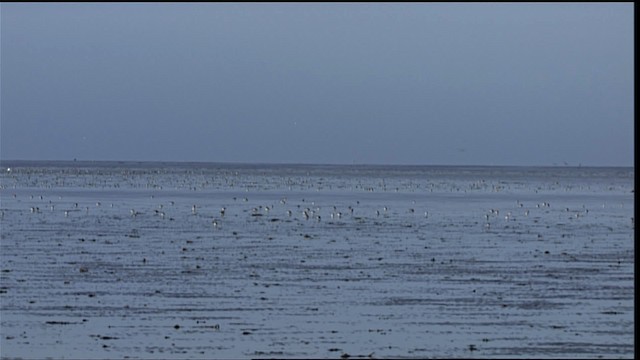 Calidris sp. - ML453671