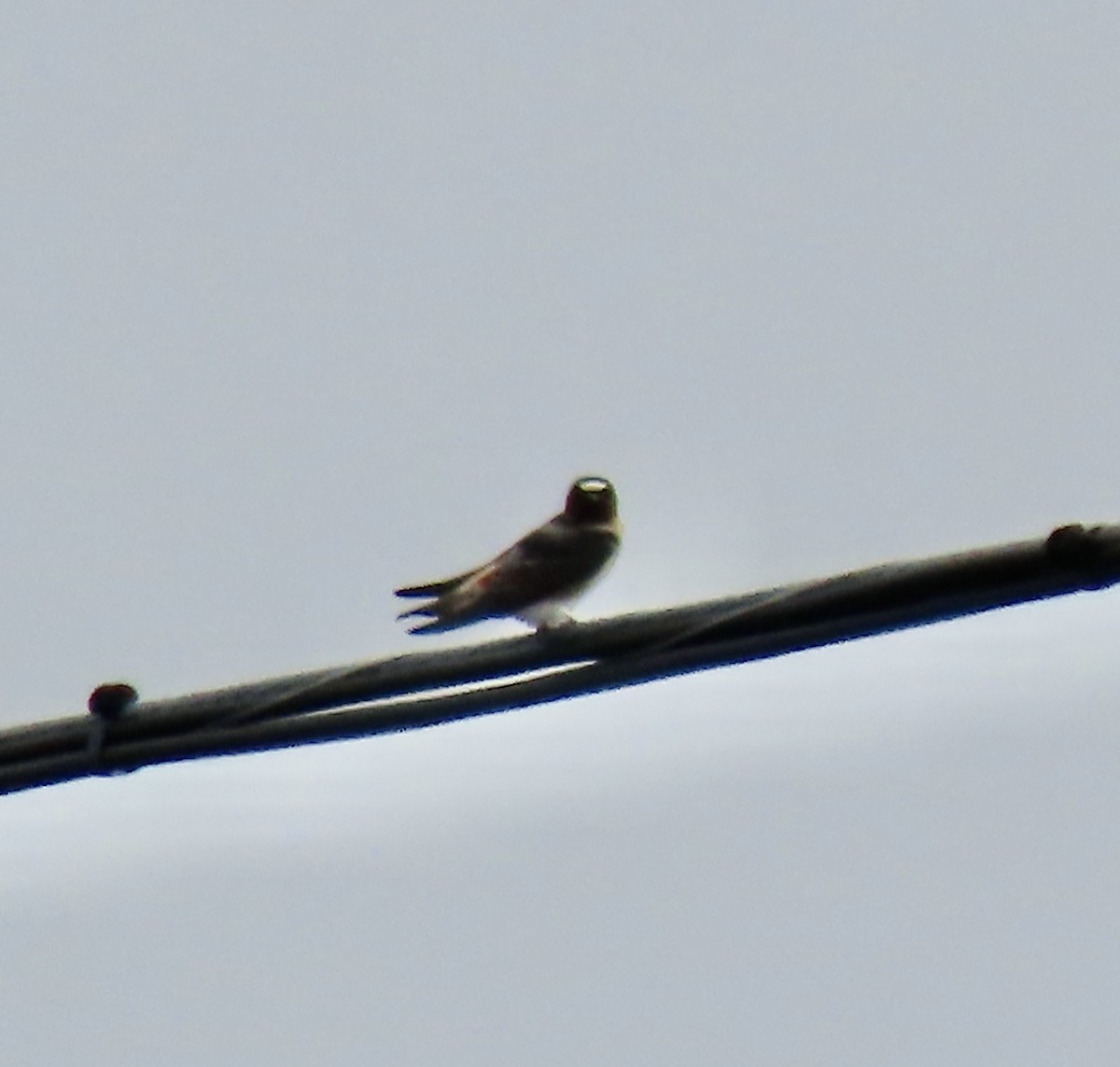 Cliff Swallow - ML453671081