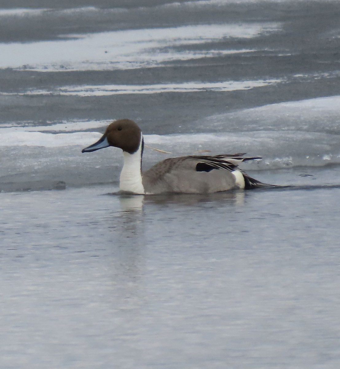 Northern Pintail - ML453671241