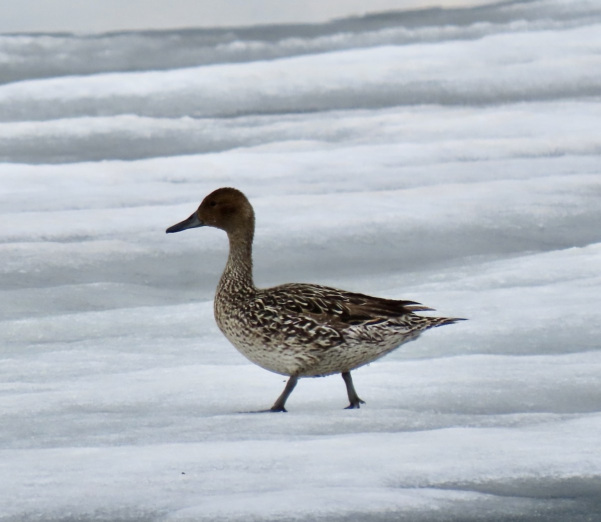 Northern Pintail - ML453671251