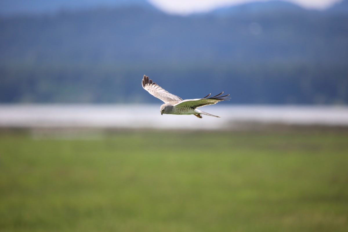 Northern Harrier - ML453671491