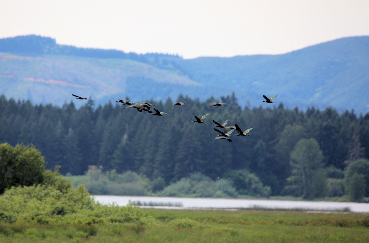 White-faced Ibis - ML453671761