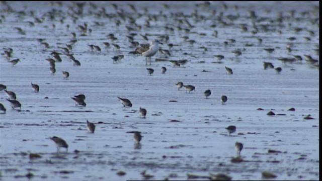 Calidris sp. - ML453673