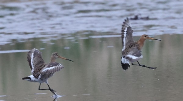 Black-tailed Godwit - ML453673101