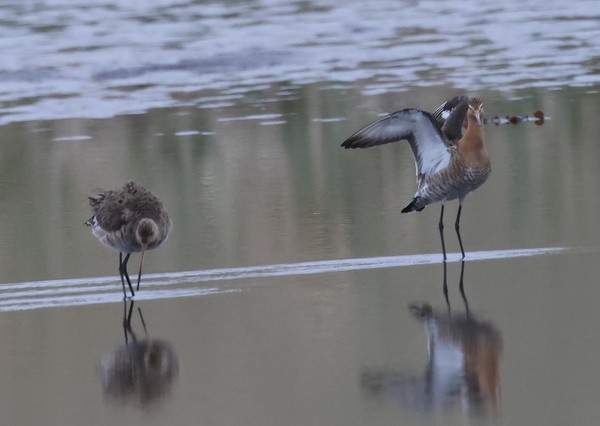 Black-tailed Godwit - ML453673121