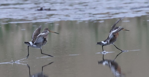 Black-tailed Godwit - ML453673141