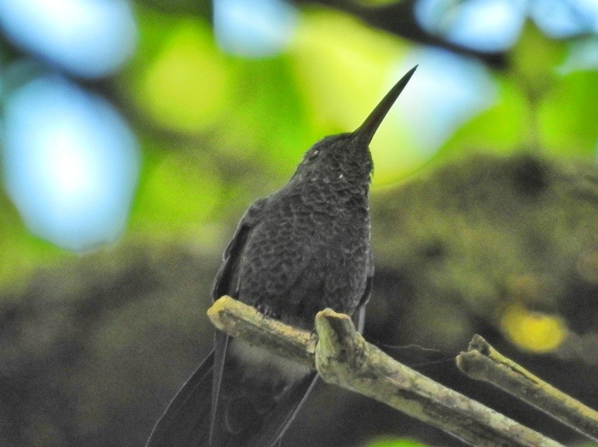 Blue-vented Hummingbird - ML453673181