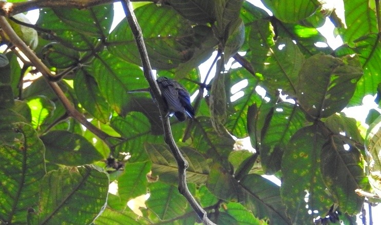 Blue-vented Hummingbird - ML453673191