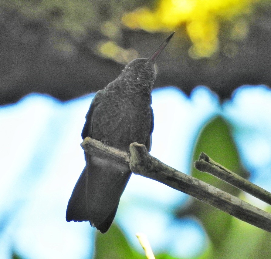 Blue-vented Hummingbird - ML453673201