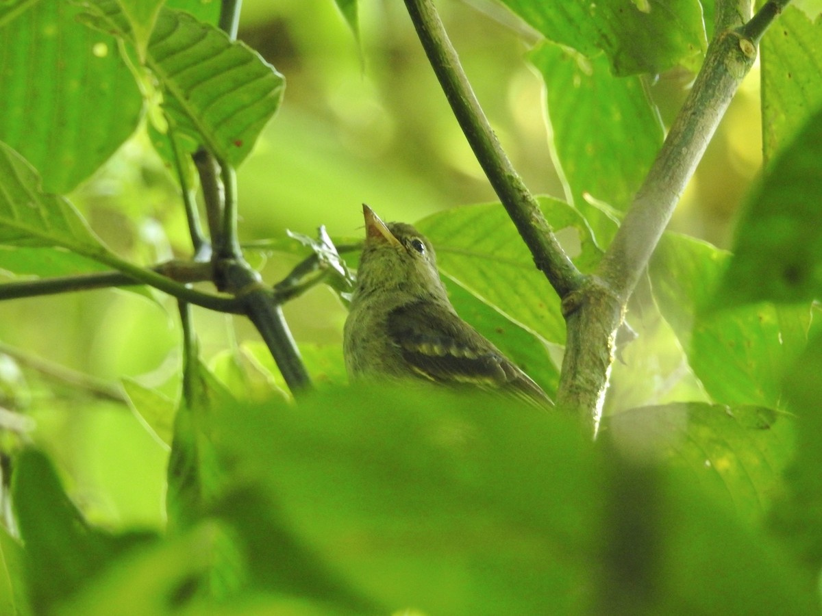 Yellow-bellied Flycatcher - ML453673371