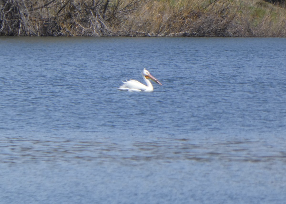 pelikán severoamerický - ML453674131