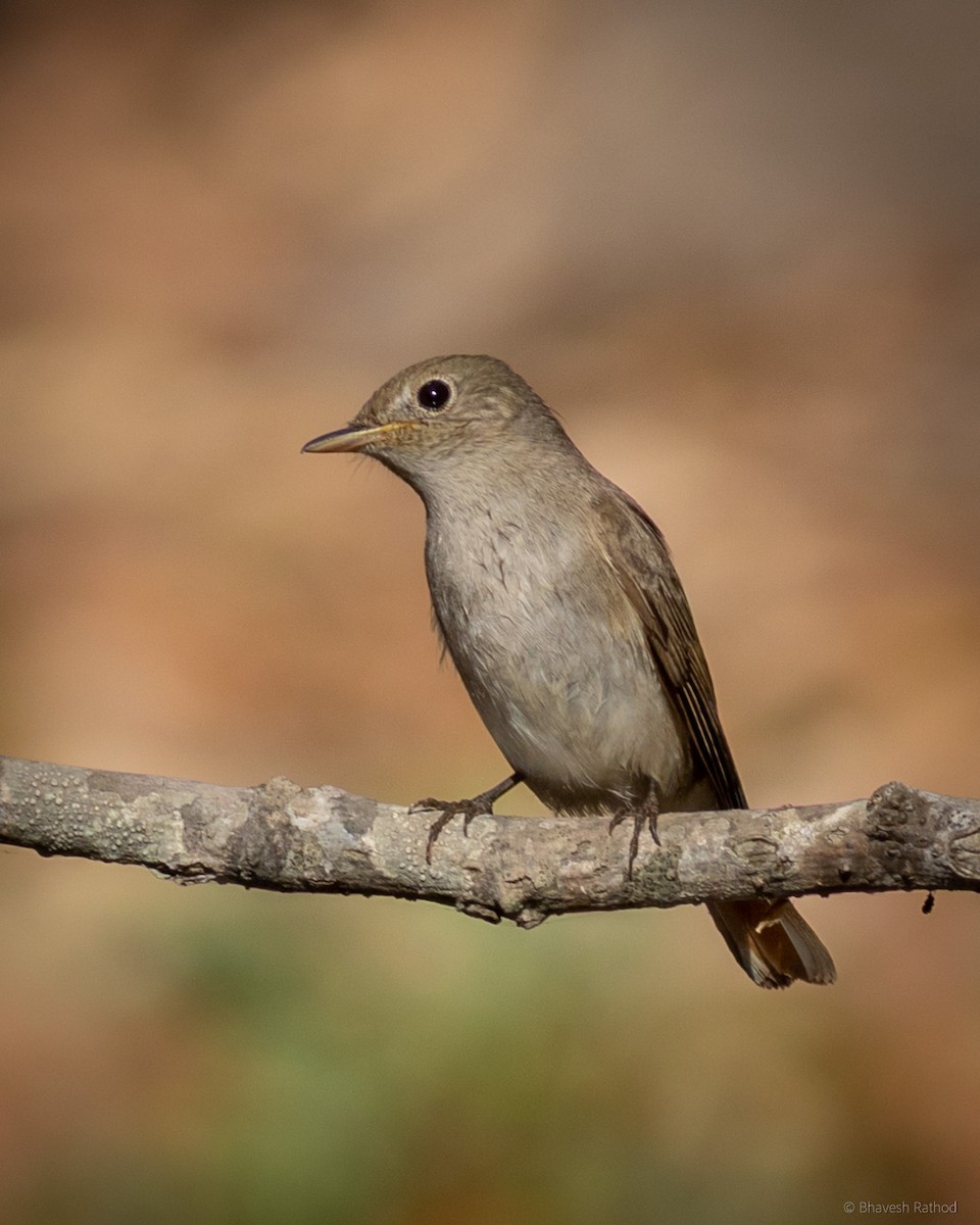 Rusty-tailed Flycatcher - ML453674251