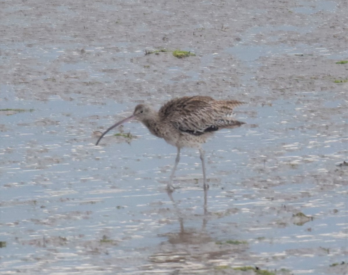 Far Eastern Curlew - ML453674711