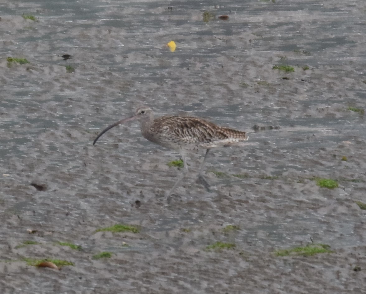 Far Eastern Curlew - ML453674771