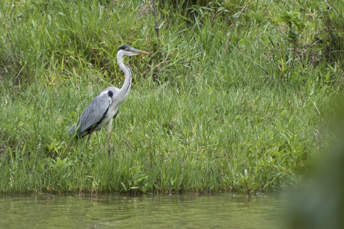 Cocoi Heron - ML45367721