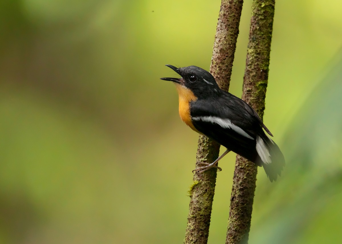 Rufous-chested Flycatcher - ML453677441