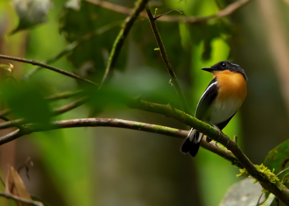 Rufous-chested Flycatcher - ML453677511