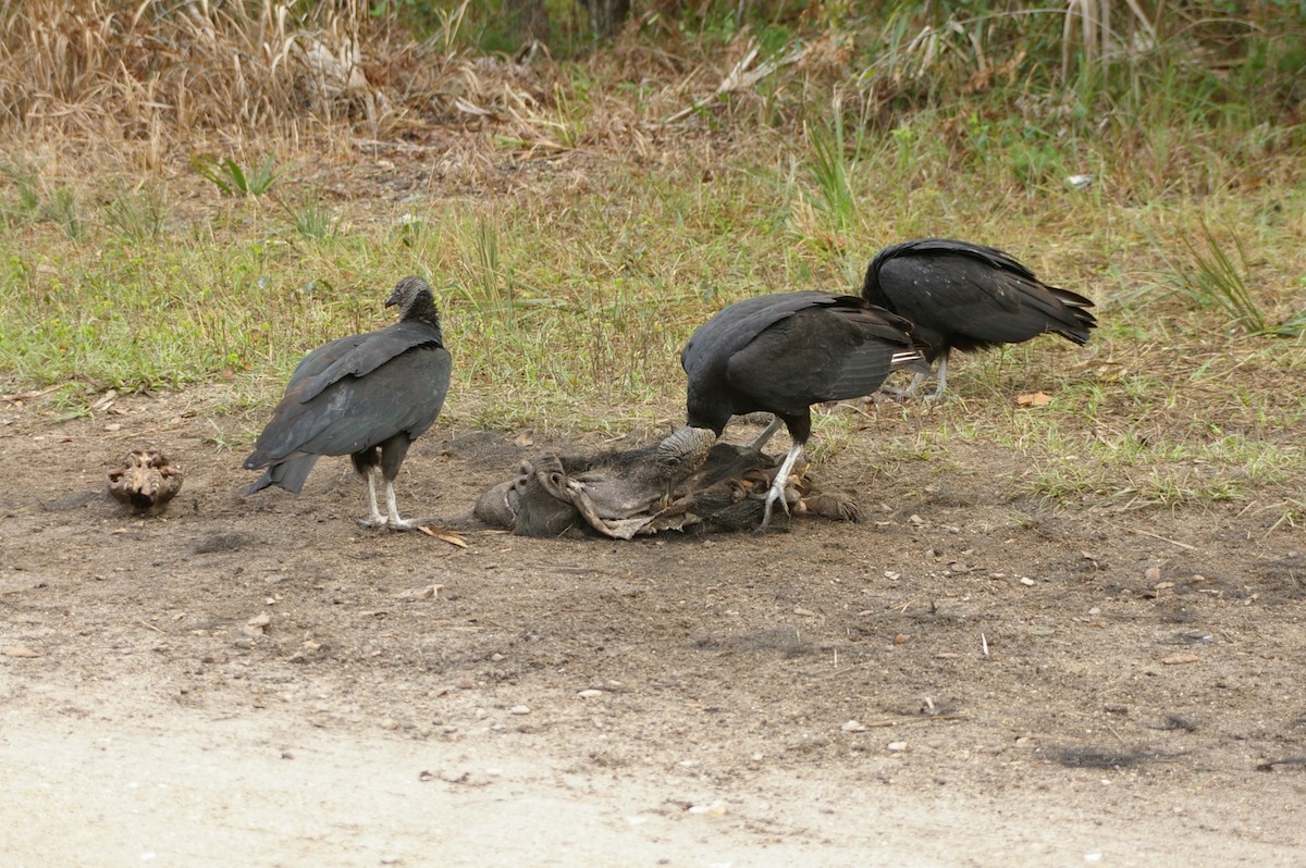 Black Vulture - ML45368011
