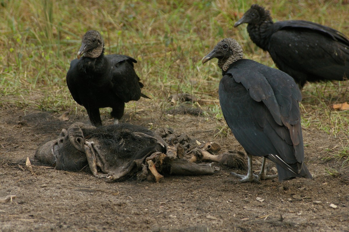 Black Vulture - ML45368021