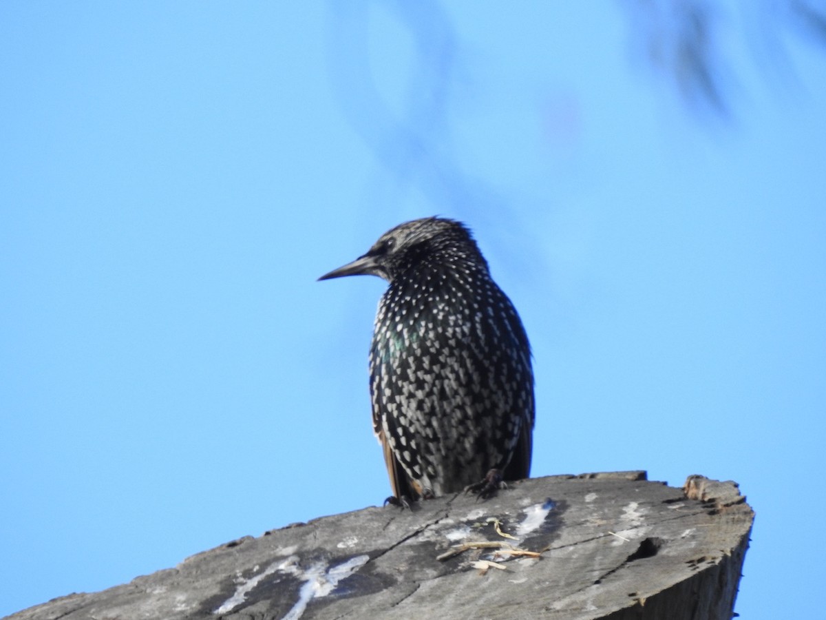 European Starling - ML453680541