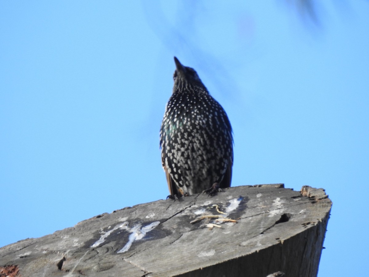 European Starling - ML453680551