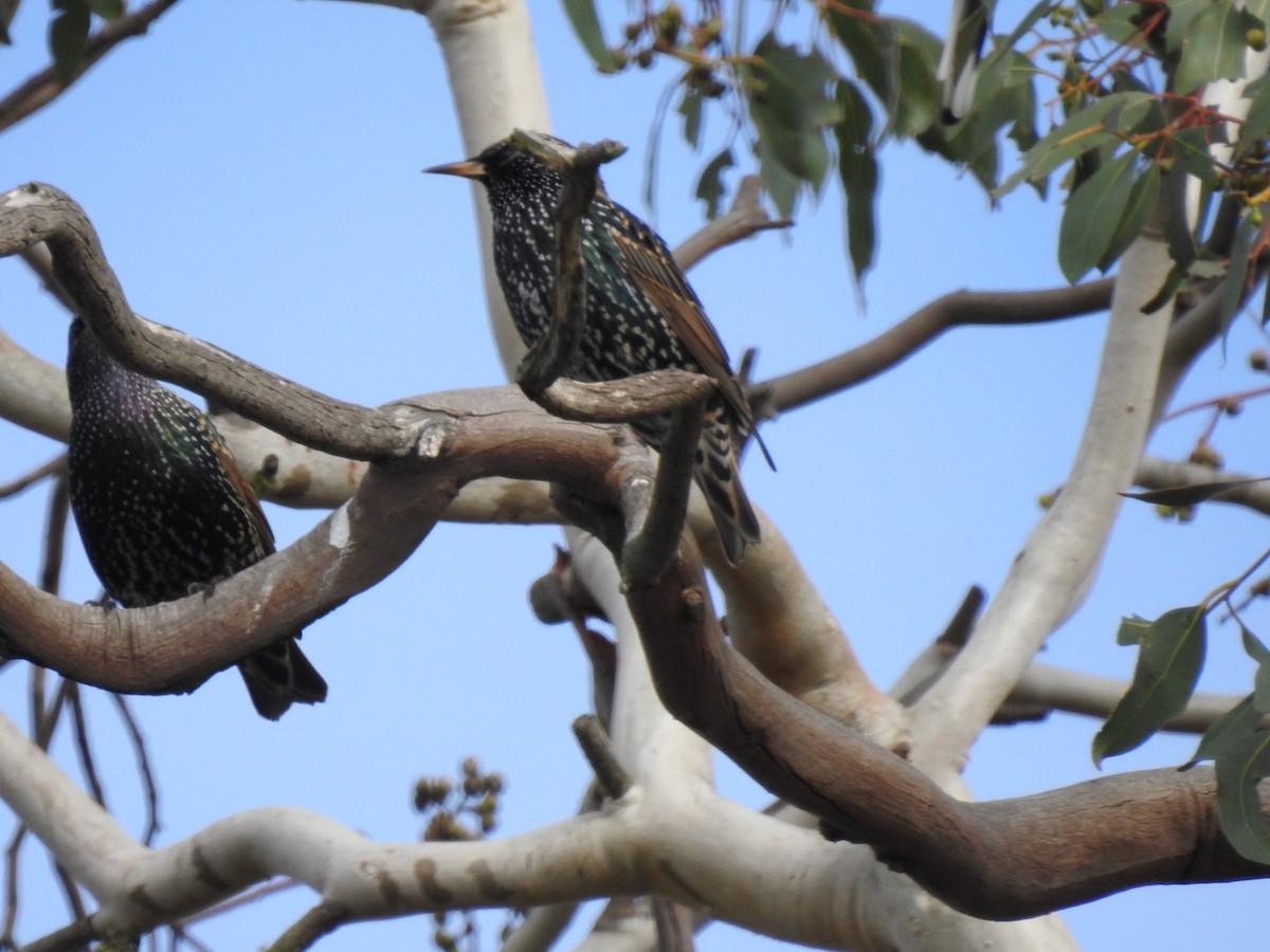 European Starling - ML453680561