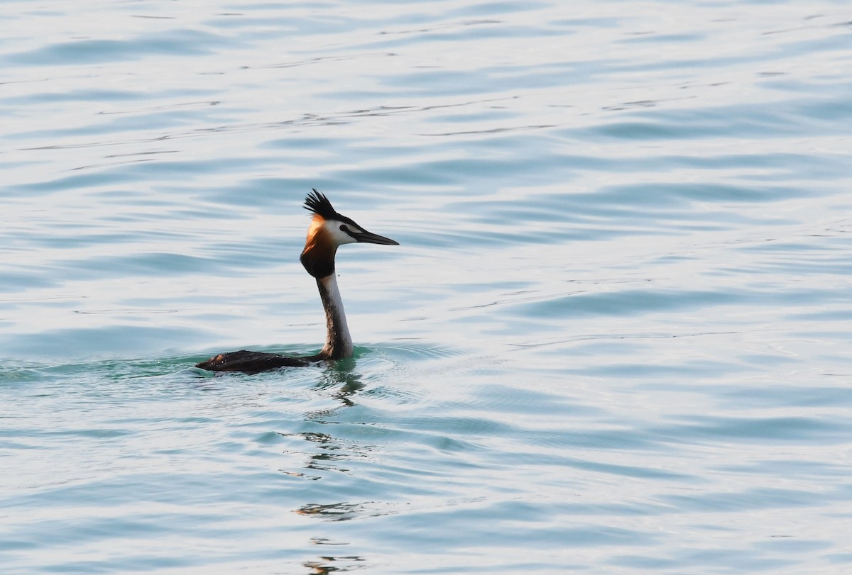 Great Crested Grebe - ML453681201