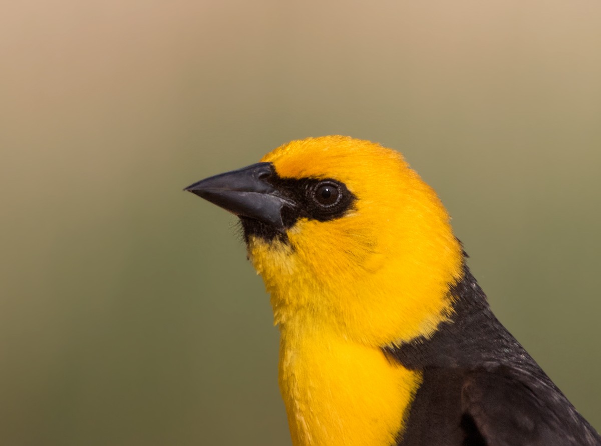Yellow-headed Blackbird - ML453682621