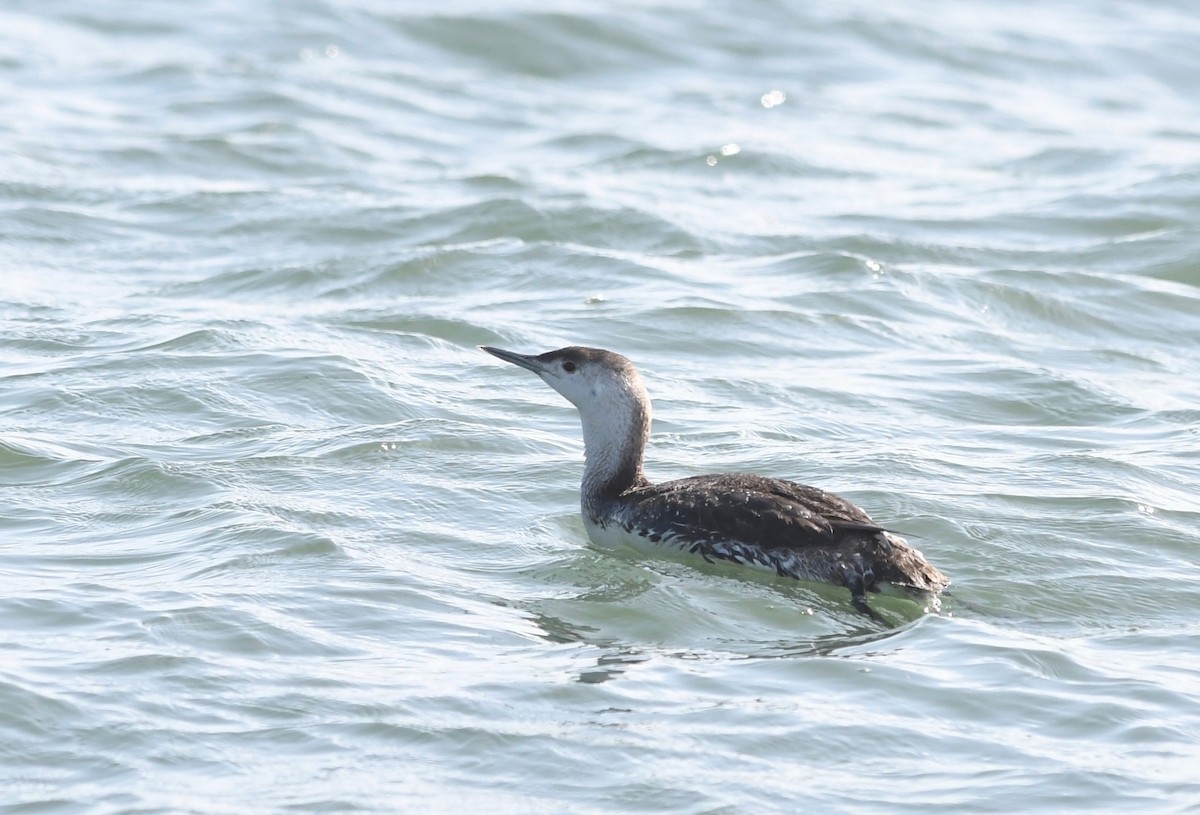 Red-throated Loon - ML453683711