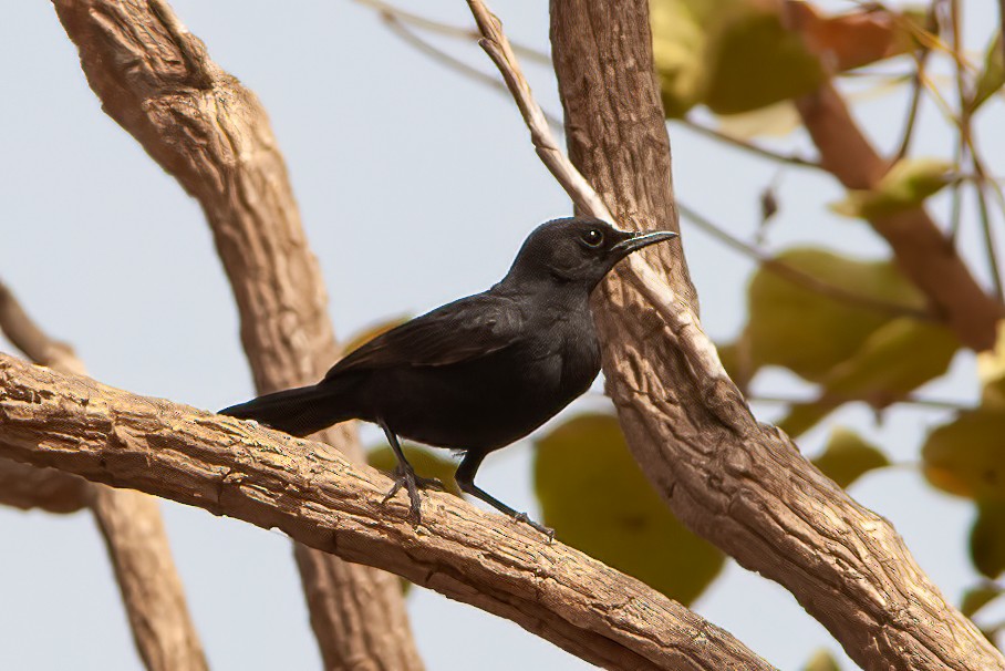 White-fronted Black-Chat - ML453685721