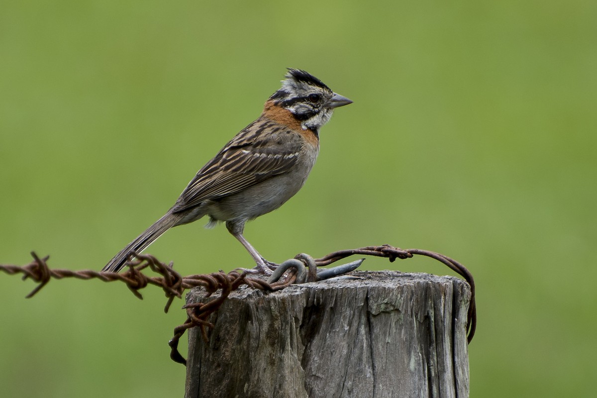 Rufous-collared Sparrow - ML45368621