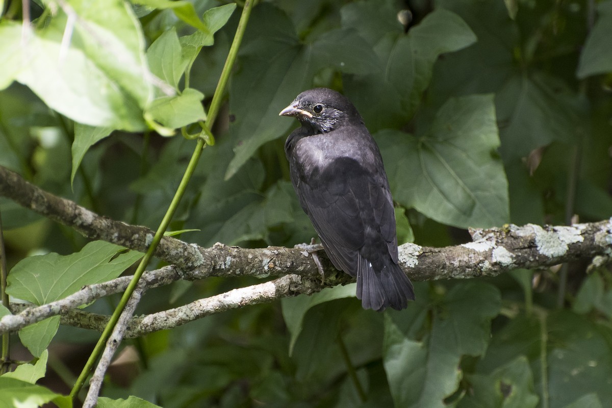 Silver-beaked Tanager - ML45368641