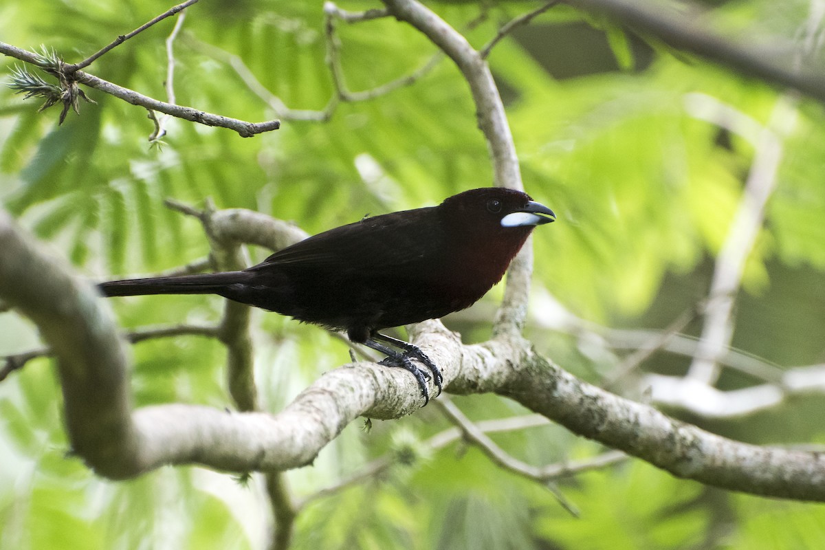 Silver-beaked Tanager - ML45368681