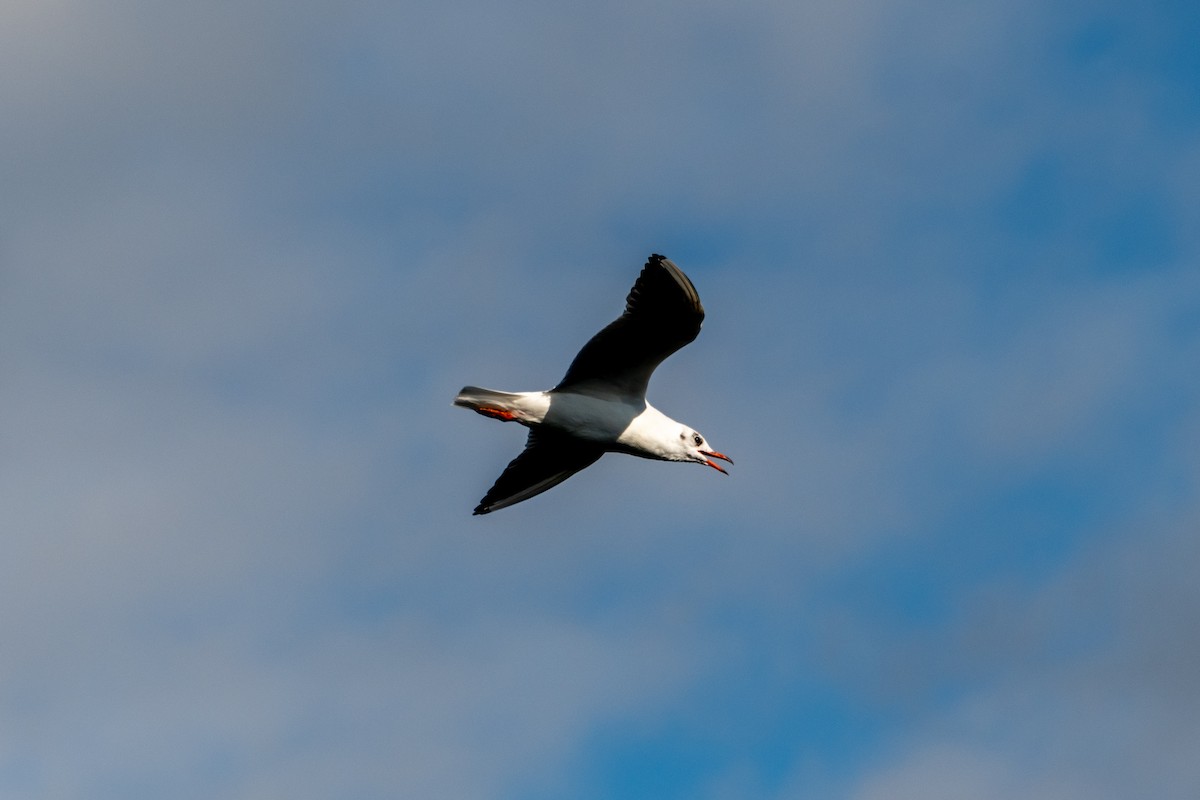 Black-headed Gull - ML453687081