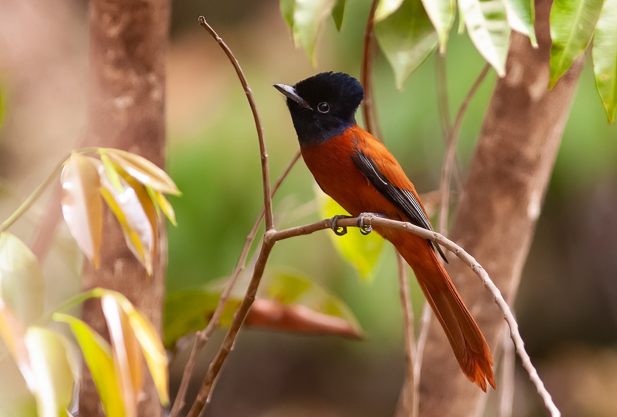 Black-headed Paradise-Flycatcher (Red-bellied) - Chris Jones