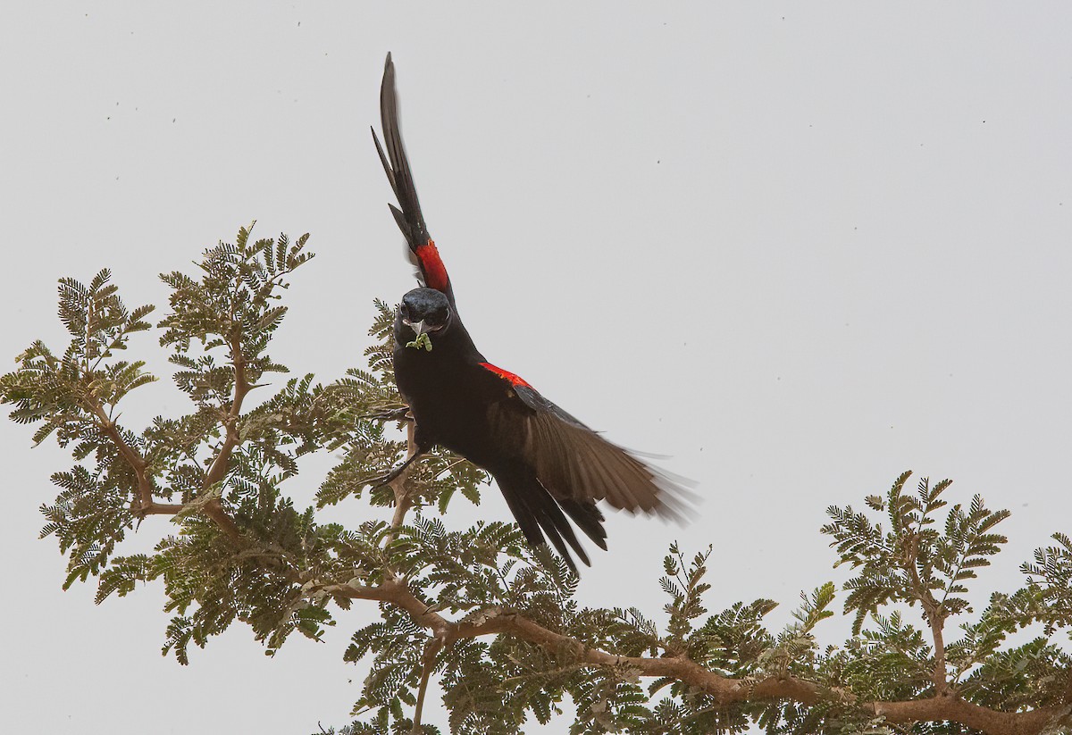 Échenilleur à épaulettes rouges - ML453687431