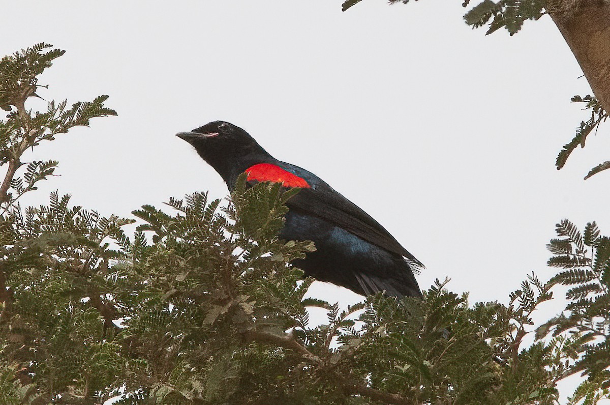 Red-shouldered Cuckooshrike - ML453687441