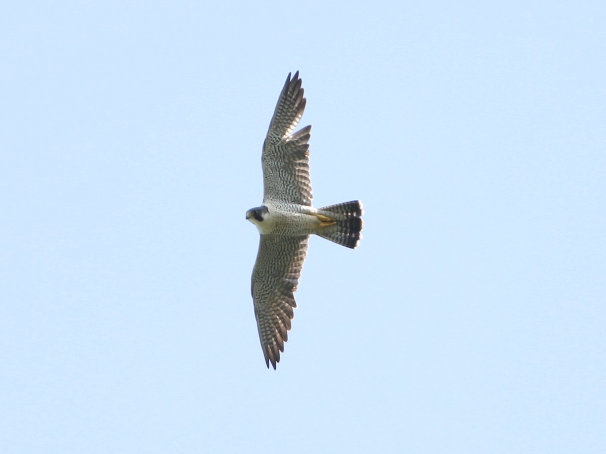 Peregrine Falcon - ML45368851
