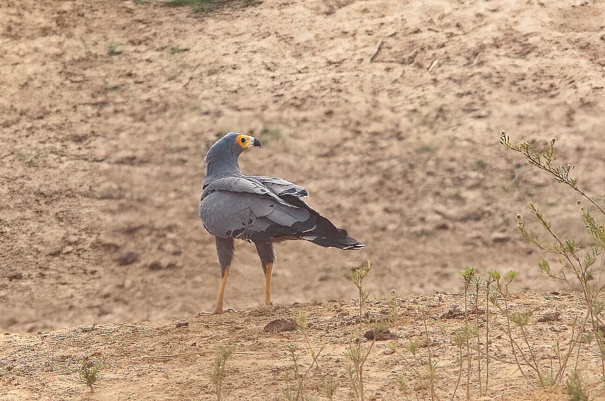 Aguilucho Caricalvo Común - ML453688531