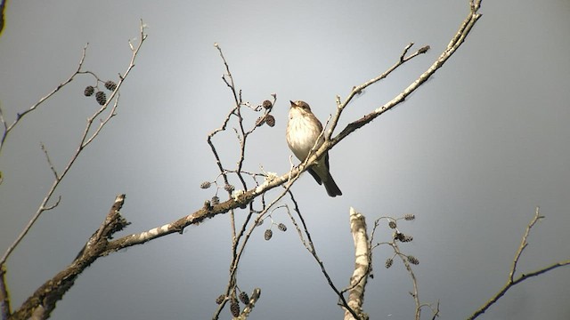 Spotted Flycatcher - ML453690121