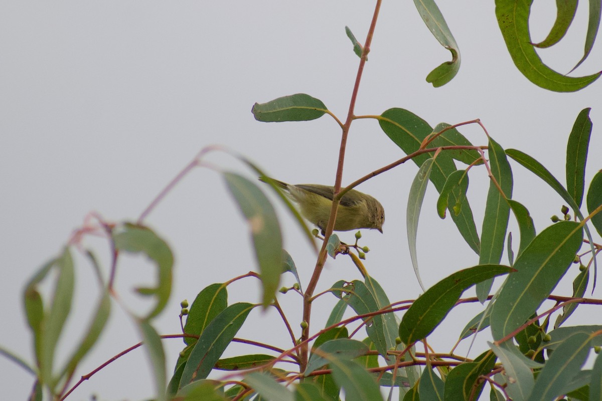 Yellow Thornbill - Lance Rathbone