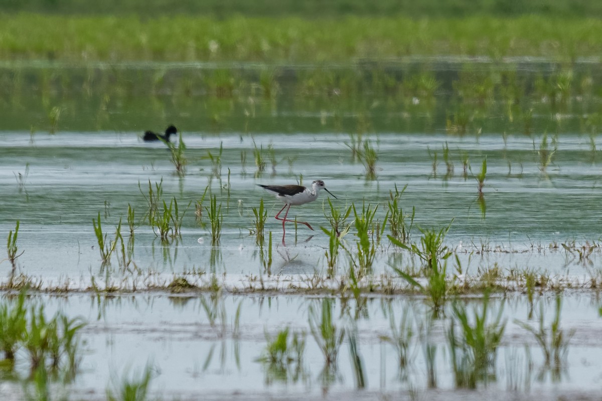 Black-winged Stilt - Maurice Frerejean