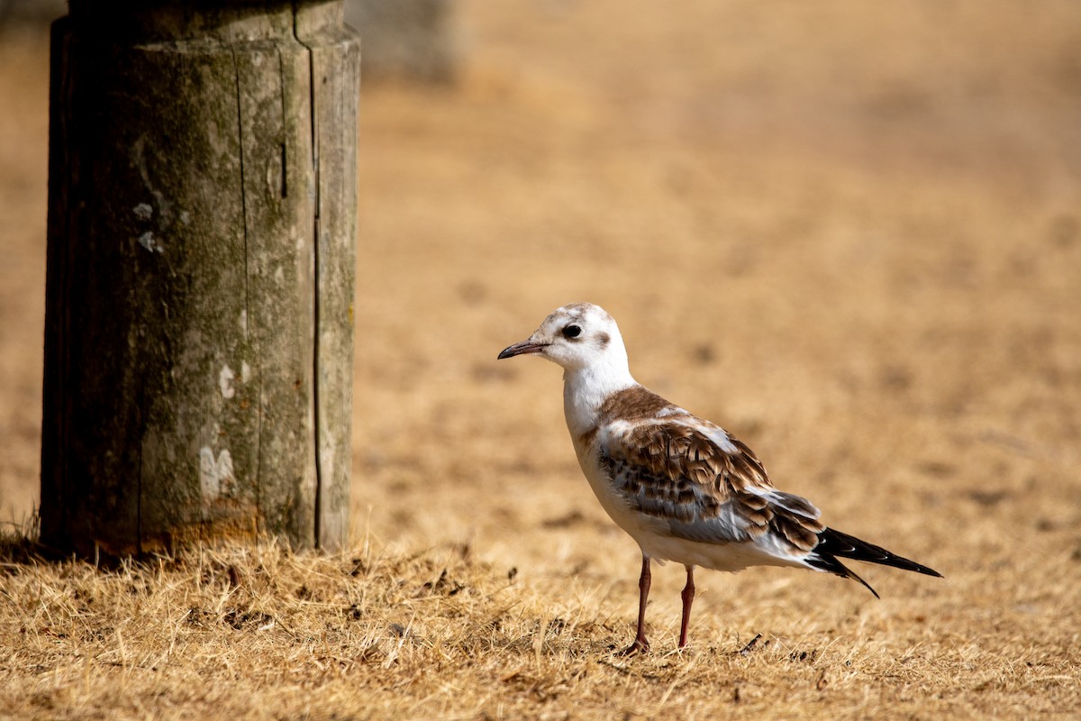 Black-headed Gull - ML453694901