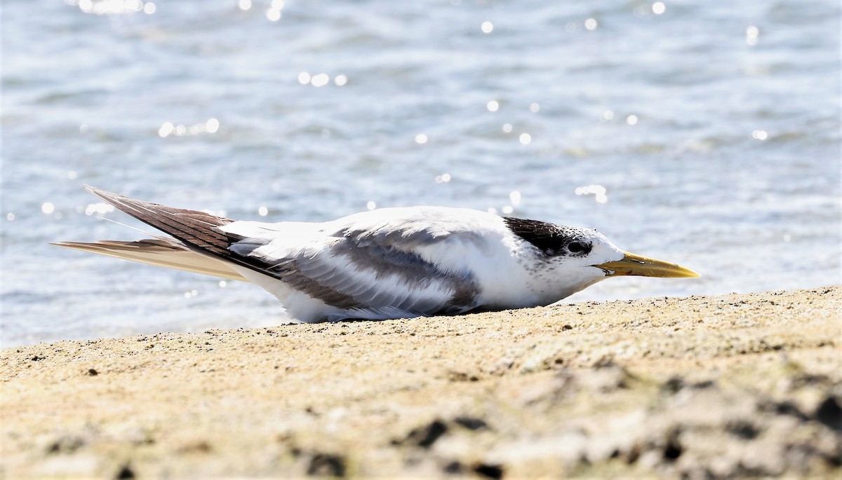 Great Crested Tern - ML453695891