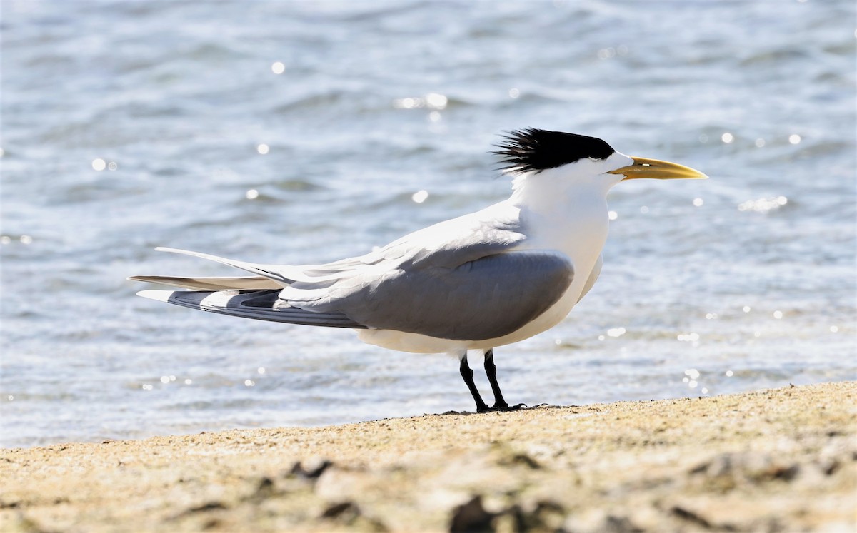 Great Crested Tern - ML453695901