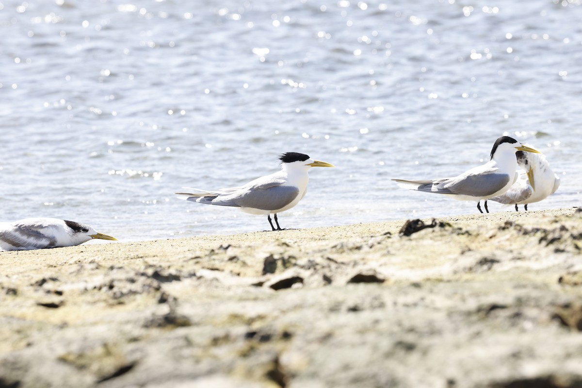 Great Crested Tern - ML453696011